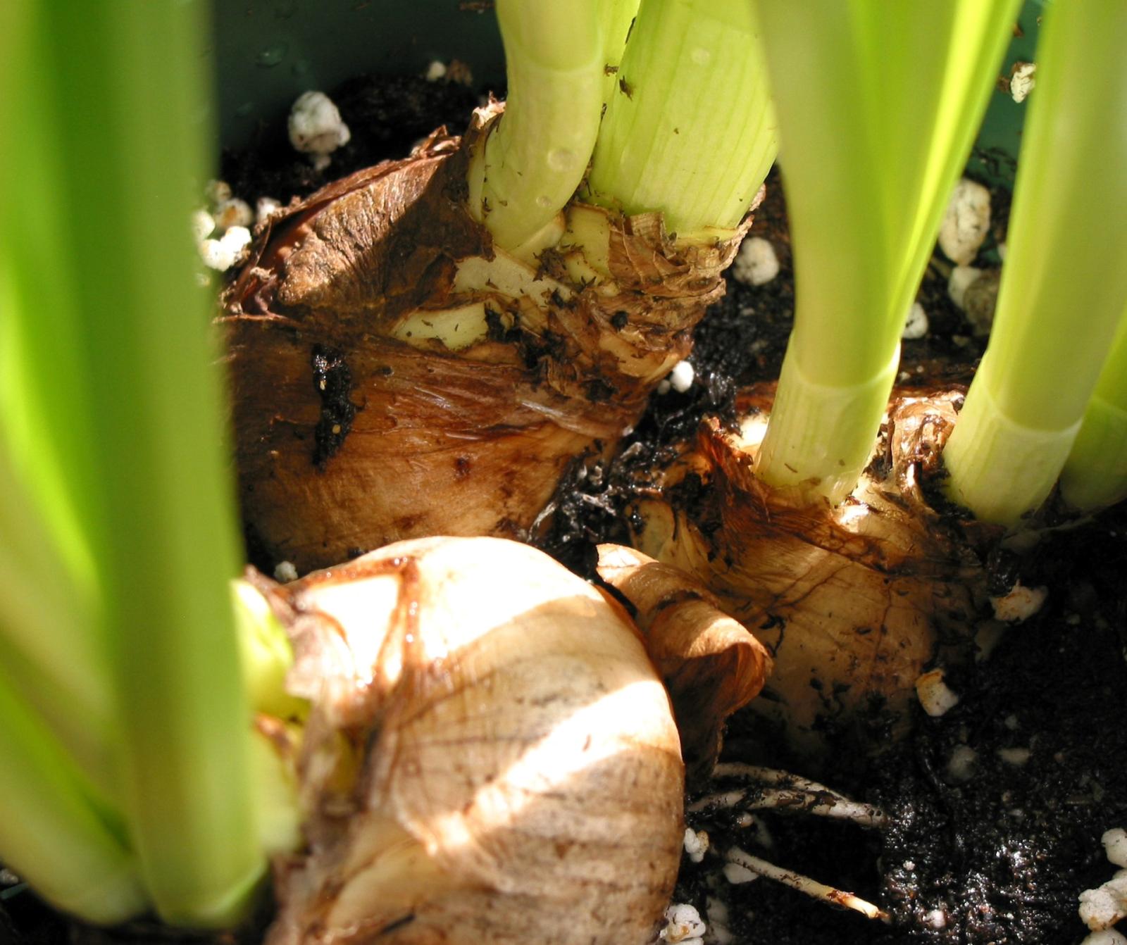 Flower bulb cultivation gas-tight coating from Rubcoat